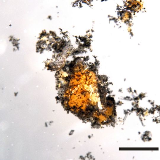 Die Konsortien aus Archaeen und bakteriellen Partnern unter dem Mikroskop. Die schwarzen Stellen sind zum Teil durch elementaren Kohlenstoff so gefärbt. Die Konsortien aus Archaeen und bakteriellen Partnern unter dem Mikroskop. Die schwarzen Stellen sind zum Teil durch elementaren Kohlenstoff so gefärbt.