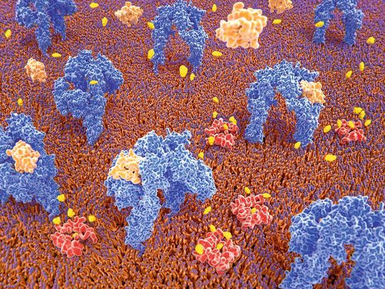 Mithilfe der neuen Methode Mass-Sensitive Particle Tracking (MSPT) können molekulare Masse, Bewegung und die Interaktion von Proteinen auf biologischen Membranen untersucht werden. Mithilfe der neuen Methode Mass-Sensitive Particle Tracking (MSPT) können molekulare Masse, Bewegung und die Interaktion von Proteinen auf biologischen Membranen untersucht werden.