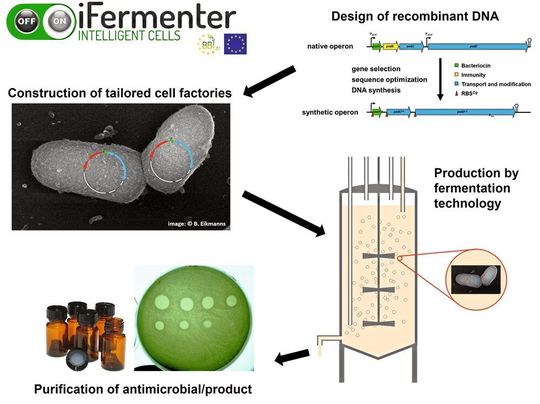 Gencluster für (neue) Bacteriocine werden als optimierte DNA-Fragmente synthetisiert und danach mit Hilfe geeigneter Expressionsvektoren kloniert. Diese Vektoren werden in den biotechnologischen Plattformorganismus C. glutamicum eingebracht, um maßgeschneiderte Zellfabriken zu erzeugen. Im (großtechnischen) Produktionsprozess werden – nach anschließender Aufreinigung – aktive rekombinante Bacteriocine hergestellt. Gencluster für (neue) Bacteriocine werden als optimierte DNA-Fragmente synthetisiert und danach mit Hilfe geeigneter Expressionsvektoren kloniert. Diese Vektoren werden in den biotechnologischen Plattformorganismus C. glutamicum eingebracht, um maßgeschneiderte Zellfabriken zu erzeugen. Im (großtechnischen) Produktionsprozess werden – nach anschließender Aufreinigung – aktive rekombinante Bacteriocine hergestellt.