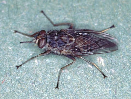 New research offers important new insights into fatal sleeping sickness transmitted by tsetse flies. New research offers important new insights into fatal sleeping sickness transmitted by tsetse flies.