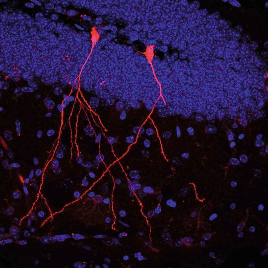 Im Gehirn einer transgenen Maus leuchten zwei Nervenzellen rot, weil sie ein Protein aus Darmbakterien aufgenommen haben. Blau: Kerne der übrigen Zellen des Hirngewebes. Im Gehirn einer transgenen Maus leuchten zwei Nervenzellen rot, weil sie ein Protein aus Darmbakterien aufgenommen haben. Blau: Kerne der übrigen Zellen des Hirngewebes.