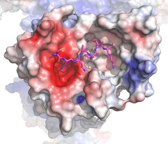 Illustration of MRGPRX2 receptor structure, with naturally occurring peptide that activates it. Illustration of MRGPRX2 receptor structure, with naturally occurring peptide that activates it.