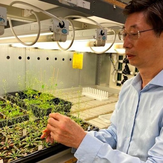 UC Riverside professor and cell biologist Zhenbiao Yang with Arabidopsis plants used in his research. UC Riverside professor and cell biologist Zhenbiao Yang with Arabidopsis plants used in his research.