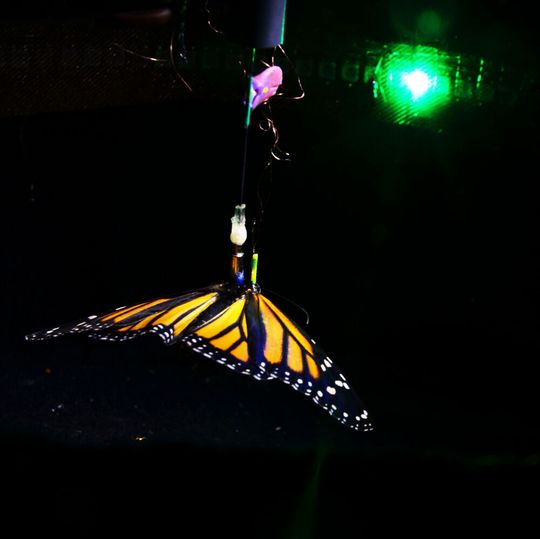 Ein Monarchfalter orientiert sich im Flugsimulator an einem Lichtpunkt. Zeitgleich zeichnen Mikroelektroden seine Hirnaktivität auf. Ein Monarchfalter orientiert sich im Flugsimulator an einem Lichtpunkt. Zeitgleich zeichnen Mikroelektroden seine Hirnaktivität auf.