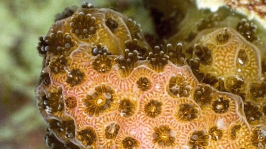 Korallenpolypen können Mikroplastik mit Futter verwechseln und verschlucken.