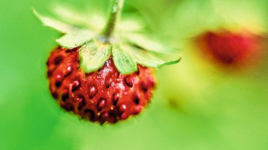 Walderdbeeren haben ein besonders fruchtiges Aroma. Forscher wollen dieses nun aus Saftresten und Pilzen nachbilden (Symbolbild). Walderdbeeren haben ein besonders fruchtiges Aroma. Forscher wollen dieses nun aus Saftresten und Pilzen nachbilden (Symbolbild).
