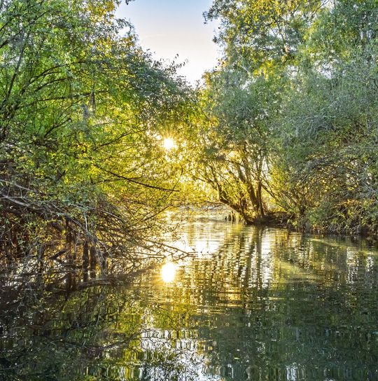 Unter anderem mit neuen Monitoringprogrammen wollen Forscher den Rückgang der Süßwasser-Biodiversität verlangsamen. Unter anderem mit neuen Monitoringprogrammen wollen Forscher den Rückgang der Süßwasser-Biodiversität verlangsamen.