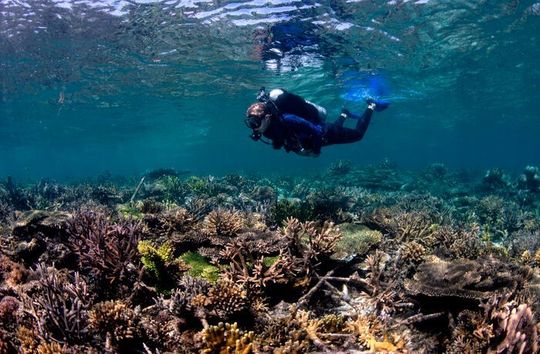 A restored reef, 3 years after installing Reef Stars. A restored reef, 3 years after installing Reef Stars.
