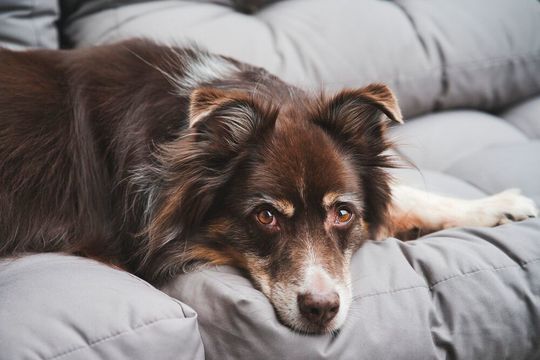 Being allergic to dogs is a common malady and one that is growing worldwide. Being allergic to dogs is a common malady and one that is growing worldwide.