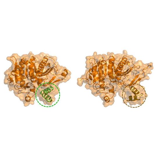 Lp-PLA<sub>2</sub> in its “closed” conformation (left) and “open” conformation (right) once bound to the phospholipid monolayer. Lp-PLA<sub>2</sub> in its “closed” conformation (left) and “open” conformation (right) once bound to the phospholipid monolayer.