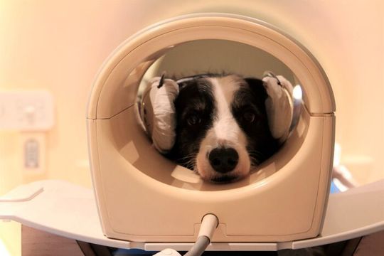 Dog brains can detect speech, and show different activity patterns to a familiar and an unfamiliar language, a new brain imaging study by researchers from the Department of Ethology, Eötvös Loránd University (Hungary) finds. Dog brains can detect speech, and show different activity patterns to a familiar and an unfamiliar language, a new brain imaging study by researchers from the Department of Ethology, Eötvös Loránd University (Hungary) finds.