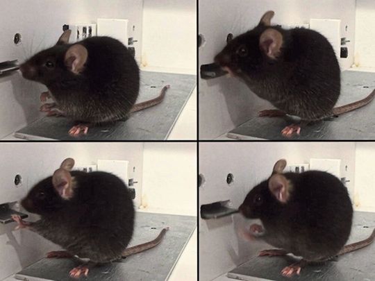 Wenn eine Maus einen Hebel betätigt, um eine Belohnung zu erhalten, werden in ihrem Gehirn verschiedene Gruppen von Neuronen aktiv. Diese Aktivitätsmuster hängen von dem bestimmten Ziel ab, das die Maus vor Augen hat. Wenn eine Maus einen Hebel betätigt, um eine Belohnung zu erhalten, werden in ihrem Gehirn verschiedene Gruppen von Neuronen aktiv. Diese Aktivitätsmuster hängen von dem bestimmten Ziel ab, das die Maus vor Augen hat.