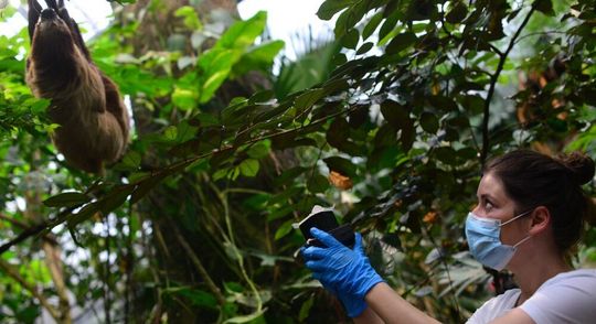 Associate Professor Kristine Bohmann collecting air samples near a sloth. Associate Professor Kristine Bohmann collecting air samples near a sloth.