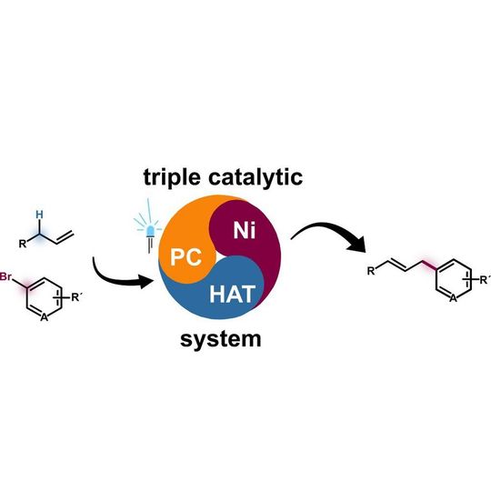 Die neue Methode zur Arylierung unaktivierter Alkene beruht auf einem speziellen Katalysatorsystem – auf einem sogenannten ternären Nickel(Ni)-Wasserstoffatomtransfer(HAT)-Photodox(PC)-Synergiesystem (schematisch in der Mitte dargestellt). Linke Seite: Strukturformeln einer Arylgruppe (oben) und eines unaktivierten Alkens, rechte Seite: Strukturformel eines arylierten Alkens nach der Synthese. Die neue Methode zur Arylierung unaktivierter Alkene beruht auf einem speziellen Katalysatorsystem – auf einem sogenannten ternären Nickel(Ni)-Wasserstoffatomtransfer(HAT)-Photodox(PC)-Synergiesystem (schematisch in der Mitte dargestellt). Linke Seite: Strukturformeln einer Arylgruppe (oben) und eines unaktivierten Alkens, rechte Seite: Strukturformel eines arylierten Alkens nach der Synthese.
