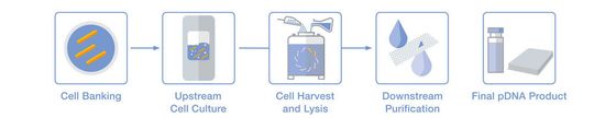 Die Produktion von Plasmid-DNA in fünf Schritten: von der Zellbank-herstellung und der Vorbereitung der Zellkultur, über die Zellernte, Zelllyse und Aufreinigung bis zum fertigen pDNA-Produkt