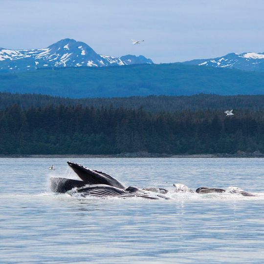 Lunge-feeding whales eat by lunging at their prey, accelerating at high speed and opening their mouths to engulf water and krill. Lunge-feeding whales eat by lunging at their prey, accelerating at high speed and opening their mouths to engulf water and krill.
