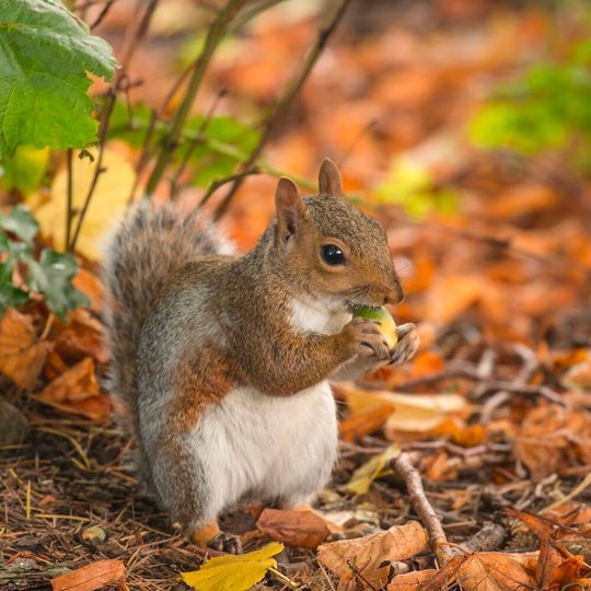 The unique way that ground squirrels burn almost no energy when they hibernate – with no loss of muscle mass – has implications for space travel, an UdeM biologist finds. The unique way that ground squirrels burn almost no energy when they hibernate – with no loss of muscle mass – has implications for space travel, an UdeM biologist finds.