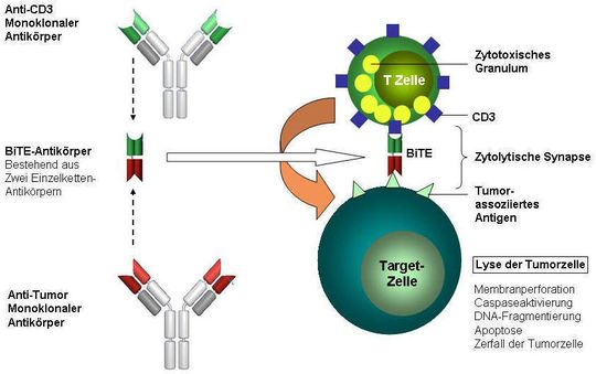 Schematische Darstellung der Wirkungsweise von BiTe Antikörpern Schematische Darstellung der Wirkungsweise von BiTe Antikörpern
