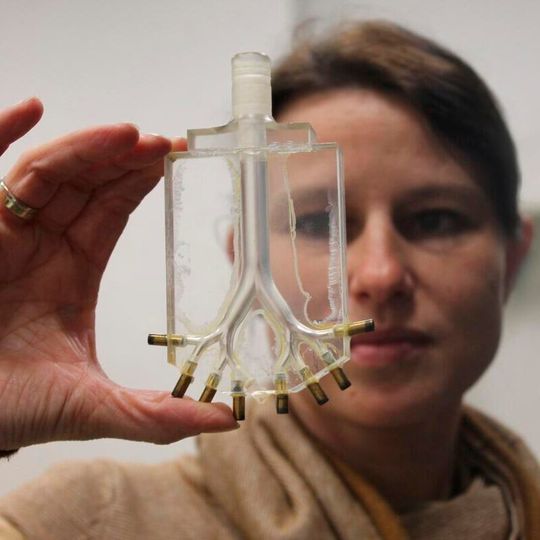 Dr. Katrin Bauer betrachtet das Mittel-Teil der im Forschungsprojekt entwickelten Modell-Lunge aus Plexiglas. Dr. Katrin Bauer betrachtet das Mittel-Teil der im Forschungsprojekt entwickelten Modell-Lunge aus Plexiglas.