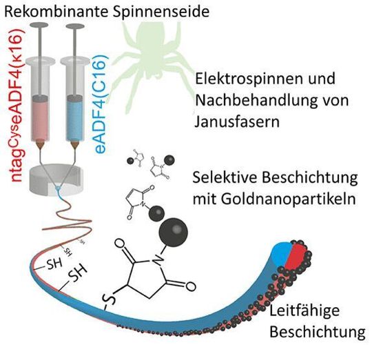 Janusköpfige Spinnenseidenfasern haben zwei Seiten, die z. B. mit Goldnanopratikeln beschichtbar sind.