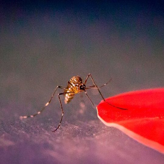 New research shows that Aedes aegypti mosquitoes are attracted to specific colors, including red. New research shows that Aedes aegypti mosquitoes are attracted to specific colors, including red.