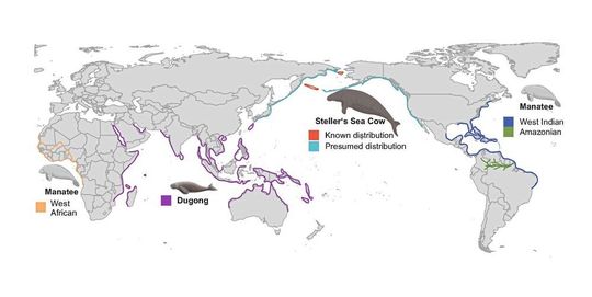 Die Verbreitung der Seekuh-Arten in den Weltmeeren