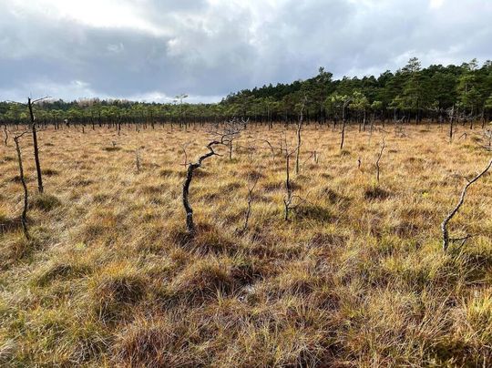 Das Moor von Bagno Kusowo ist eines der am besten erhaltenen baltischen Hochmoore in Nordpolen. Der Standort gibt Aufschluss über die Häufigkeit von Bränden und die Vegetationsänderungen im letzten Jahrtausend. Das Moor von Bagno Kusowo ist eines der am besten erhaltenen baltischen Hochmoore in Nordpolen. Der Standort gibt Aufschluss über die Häufigkeit von Bränden und die Vegetationsänderungen im letzten Jahrtausend.