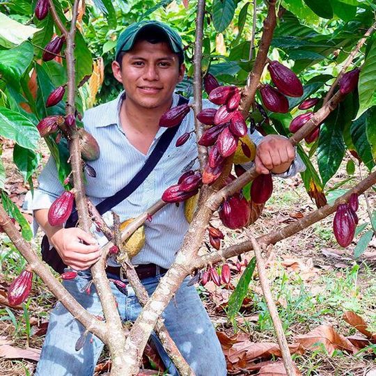 Study co-author Marlon Ac-Pangan visits a cacao farm in Lachua region, Guatemala. Study co-author Marlon Ac-Pangan visits a cacao farm in Lachua region, Guatemala.