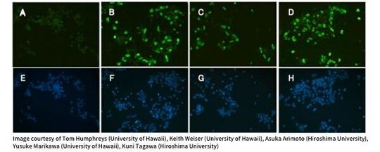 ransfections of the acorn worm reprogramming genes into mouse P19 EC cells. Note that the reprogramming factors show similar level of expression in the mouse EC cells. ransfections of the acorn worm reprogramming genes into mouse P19 EC cells. Note that the reprogramming factors show similar level of expression in the mouse EC cells.