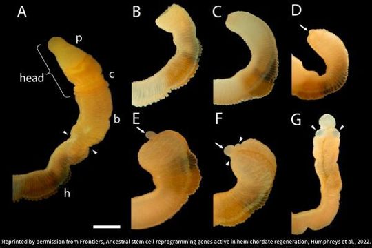 Head regeneration of the hemichordates, Ptychodera flava: Uncut, intact animal through post-amputation and regenerated status, which showed a new head (G) approaching final size to match original body is attached to original anterior cut stump. Arrowheads showed the newly regenerated section. Head regeneration of the hemichordates, Ptychodera flava: Uncut, intact animal through post-amputation and regenerated status, which showed a new head (G) approaching final size to match original body is attached to original anterior cut stump. Arrowheads showed the newly regenerated section.