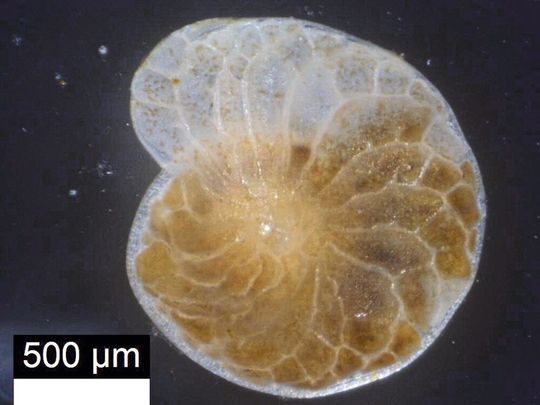 Foraminiferen sind für ihr Überleben auf ihre Symbionten, die Kieselalgen, angewiesen. Im Bild ist die in der Studie untersuchte Foraminiferen-Art Heterostegina depressa gezeigt. Foraminiferen sind für ihr Überleben auf ihre Symbionten, die Kieselalgen, angewiesen. Im Bild ist die in der Studie untersuchte Foraminiferen-Art Heterostegina depressa gezeigt.