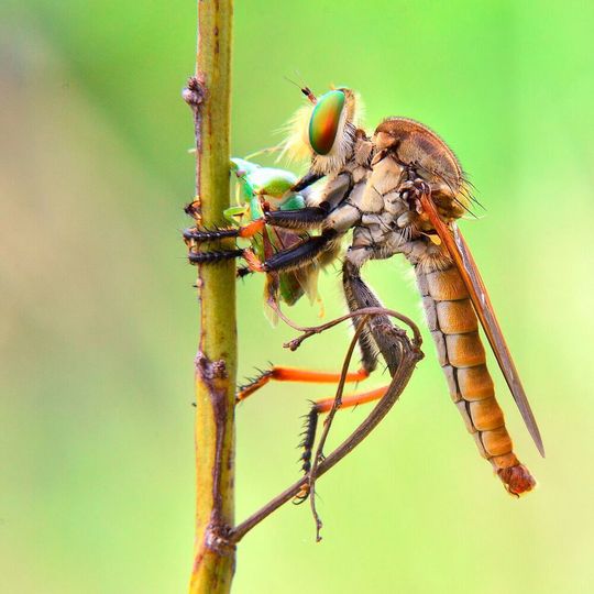 Robber flies (Holcocephala fusca) are small in size – usually no bigger than a five pence coin – and they have similarly small brains. Robber flies (Holcocephala fusca) are small in size – usually no bigger than a five pence coin – and they have similarly small brains.