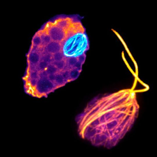 Naegleria gruberi cells use one set of tubulins to build a mitotic spindle (cyan, left), and another set of tubulins (orange, right) to transform into a flagellate cell type. Naegleria gruberi cells use one set of tubulins to build a mitotic spindle (cyan, left), and another set of tubulins (orange, right) to transform into a flagellate cell type.