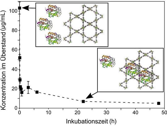 Die riesigen Biomoleküle diffundieren einzeln in die passgenau gestalteten Poren eines metallorganischen Gerüsts. Die riesigen Biomoleküle diffundieren einzeln in die passgenau gestalteten Poren eines metallorganischen Gerüsts.