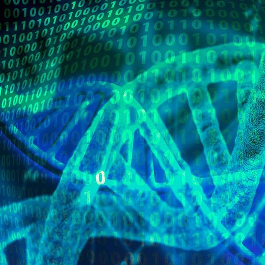 Synthetisch hergestellte, hochmodifizierte messenger RNA ermöglicht es, in Zellen neue Proteine effizienter herzustellen. (Symbolbild) Synthetisch hergestellte, hochmodifizierte messenger RNA ermöglicht es, in Zellen neue Proteine effizienter herzustellen. (Symbolbild)