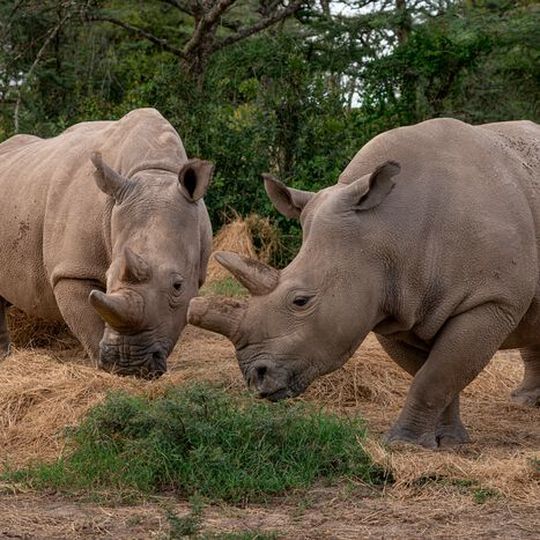 Fatu and Najin live in the Ol Pejeta Conservany in Kenya. Armed bodyguards watch them around the clock. Fatu and Najin live in the Ol Pejeta Conservany in Kenya. Armed bodyguards watch them around the clock.