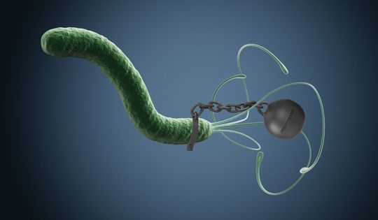 Eine neue Art von Wirkstoffen funktioniert ähnlich wie eine Fußfessel: sie schränkt die Beweglichkeit von krankmachenden Bakterien ein und hindert diese so an der Ausbreitung im Körper (Symbolbild). Eine neue Art von Wirkstoffen funktioniert ähnlich wie eine Fußfessel: sie schränkt die Beweglichkeit von krankmachenden Bakterien ein und hindert diese so an der Ausbreitung im Körper (Symbolbild).