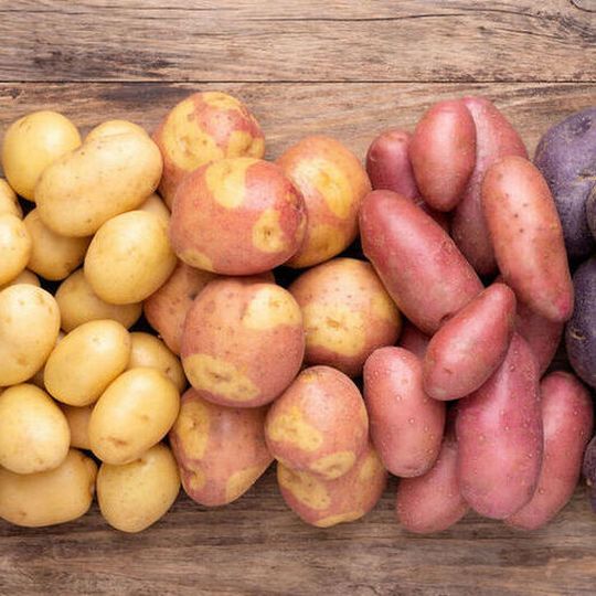 Before the potato was recognized as edible, it was popular in Europe as an ornamental plant. The pollen in the large flowers is normally collected by bumblebees, which thus take over pollination. In the present study, genomes from individual pollen grains were analyzed to produce the first, complete map of a potato genome. Before the potato was recognized as edible, it was popular in Europe as an ornamental plant. The pollen in the large flowers is normally collected by bumblebees, which thus take over pollination. In the present study, genomes from individual pollen grains were analyzed to produce the first, complete map of a potato genome.
