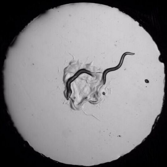 C. elegans worm (right) escaping the predatory P. pacificus worm (left). C. elegans worm (right) escaping the predatory P. pacificus worm (left).