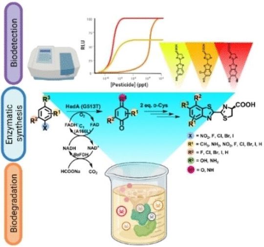Schaubild zu Luciferin-Synthese und Organophosphat-Nachweis durch lumineszierende enzymatische Kaskade