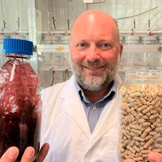 Seastock Managing Director Tom Puddy with samples of the red seaweed and livestock pellets. Seastock Managing Director Tom Puddy with samples of the red seaweed and livestock pellets.