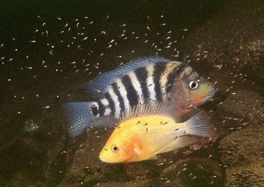 Ein Paar aus Midas Buntbarschen (hier Amphilophus xiloaensis) aus dem Nicaragua Kratersee Xiloá mit ihrer Brut, die sie beschützen. Ein Paar aus Midas Buntbarschen (hier Amphilophus xiloaensis) aus dem Nicaragua Kratersee Xiloá mit ihrer Brut, die sie beschützen.