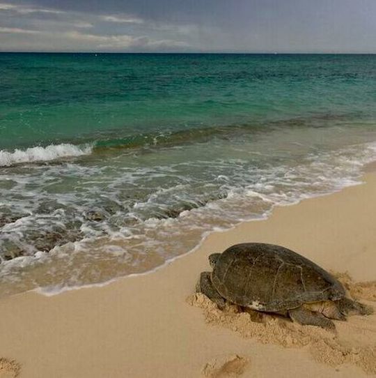 In the Cayman Islands, the green turtle population was thought to be almost extinct by mid-20th century, mainly due to over-harvesting. In the Cayman Islands, the green turtle population was thought to be almost extinct by mid-20th century, mainly due to over-harvesting.