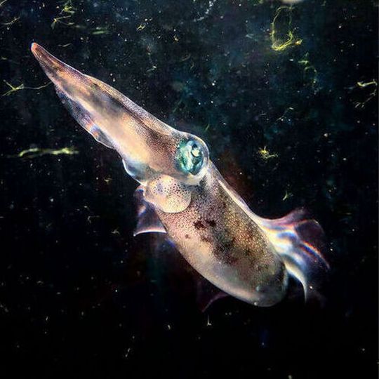 A species of oval squid (locally known as Shiro-ika) from Okinawa is being cultured at OIST’s Marine Science Station. This animal exhibited amazing camouflaging abilities that have never been recorded before in squids. A species of oval squid (locally known as Shiro-ika) from Okinawa is being cultured at OIST’s Marine Science Station. This animal exhibited amazing camouflaging abilities that have never been recorded before in squids.