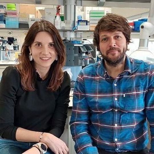 The experts Roberta Haddad-Tóvolli and Marc Claret led a study that provides new evidence on the alterations of the neuronal activity that drive cravings in an animal model. The experts Roberta Haddad-Tóvolli and Marc Claret led a study that provides new evidence on the alterations of the neuronal activity that drive cravings in an animal model.