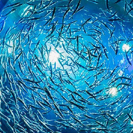 The findings highlight the capacity of living organisms to influence and reshape the physical environment where they live. The findings highlight the capacity of living organisms to influence and reshape the physical environment where they live.