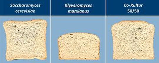Anschnitte von Broten mit zwei unterschiedlichen Hefen, rechts ist die Co-Kultur der beiden Hefesorten gezeigt (Teiggare 60 min, 30 °C)