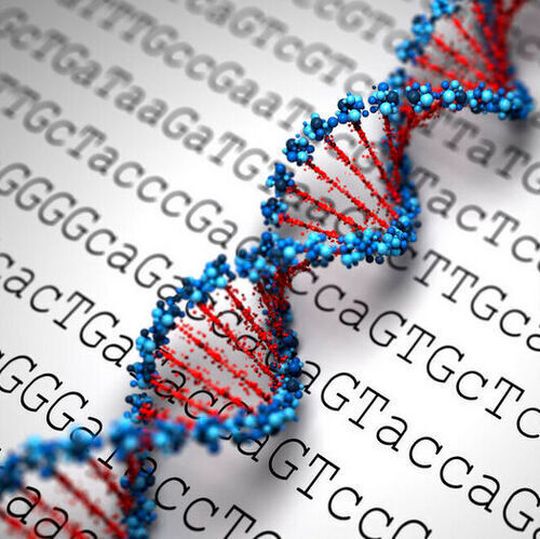 The now-complete human genome sequence will be particularly valuable for studies that aim to establish comprehensive views of human genomic variation, or how people’s DNA differs. The now-complete human genome sequence will be particularly valuable for studies that aim to establish comprehensive views of human genomic variation, or how people’s DNA differs.