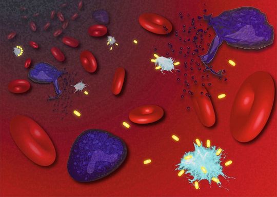 Wenn infizierte Zellen (lila) platzen, setzen sie ASC-Specks (hellblau) frei. Die in der Studie eingesetzten Nanobodies (gelb) sorgen für den Abbau der Specks – die Entzündung geht zurück. Wenn infizierte Zellen (lila) platzen, setzen sie ASC-Specks (hellblau) frei. Die in der Studie eingesetzten Nanobodies (gelb) sorgen für den Abbau der Specks – die Entzündung geht zurück.