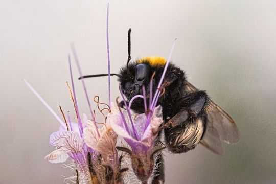 Dunkle Erdhummel auf Phacelia Dunkle Erdhummel auf Phacelia